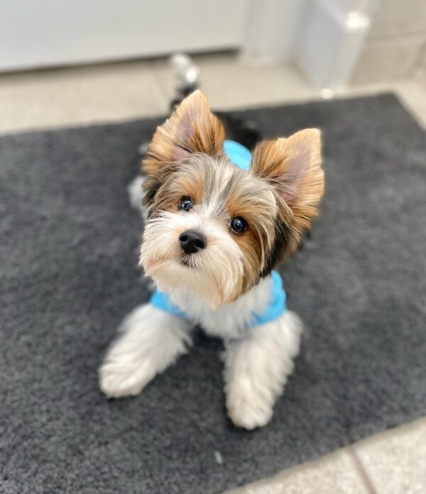 Roxie