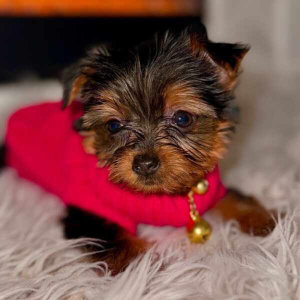 Charlie