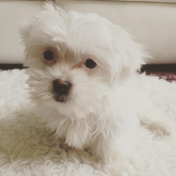 Mimi